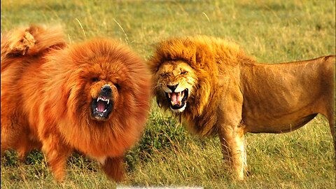 Lion vs Dog Funny Prank Video