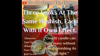 Three Looks At The Same Hashish, Each With It Own Effect