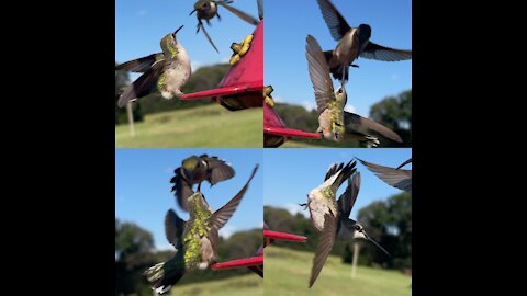 Beautiful video of hummingbirds at their favorite feeder