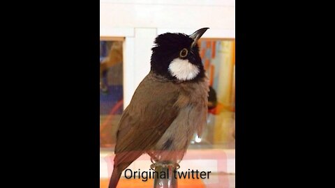 The original Twitter of Pycnonotidae