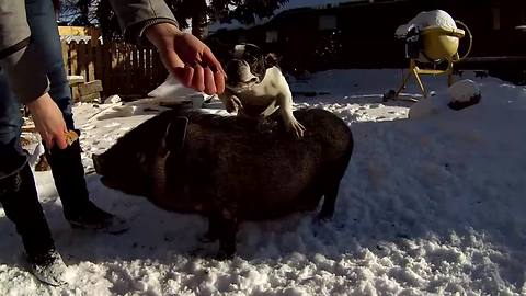 Dog and pig demonstrate awesome new jumping trick
