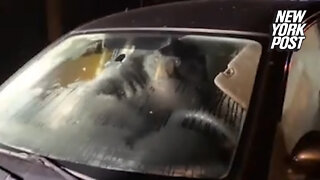 Bear stuck in car: His face says it all