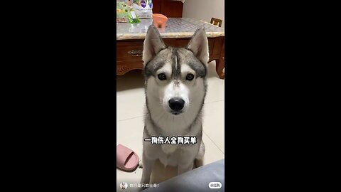 Funny Animals 9| Funny Animals Dog| Takamaga