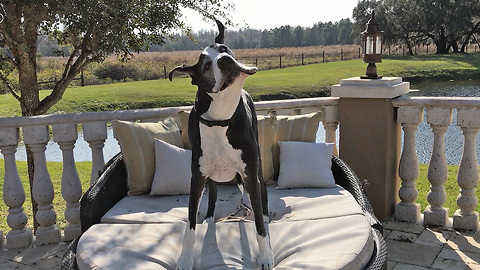 Funny Great Dane shakes and flops on to patio lounger
