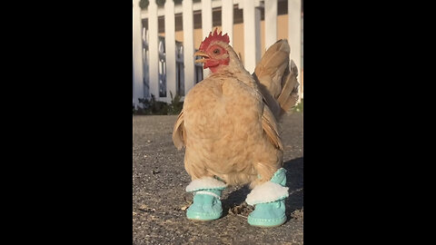Cute chicken wearing shoes