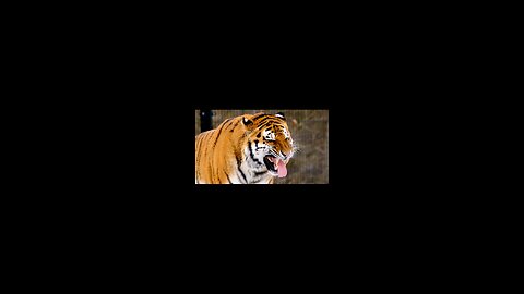 Wild animals lions danger reaction tiger funny moments