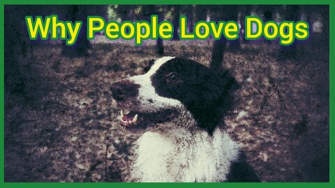 Why Do People Love Their Dogs So Much?