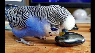 Elly The Budgie getting 'friendly' with Miss Toe 20160312