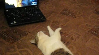 Musya the cat Skypes with her owner