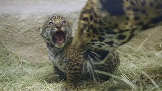 Jaguar cub makes adorable debut in California