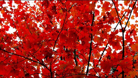 Red leaves - Relaxing Flute