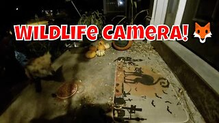 Wildlife And Feral Cat Night Live Camera! 🦊🍁