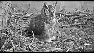 Mom's Leave & Return With An Owlet Close-up 🦉 2/23/22 18:33