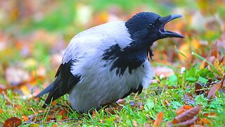 Hooded Crow Walking Around Late Autumn Searching for Lost Summer