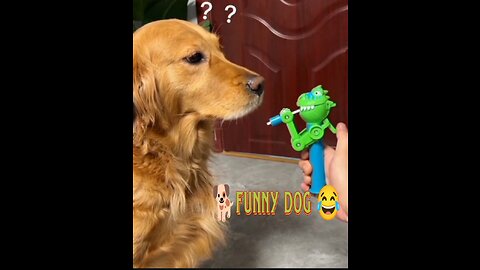 Dog Eating Lolipop | Dog Funny video
