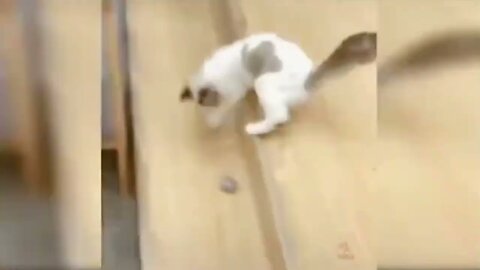 Whiskers and Whimsy: 🐾 A Paw-some Cat Compilation-Cute cats compilation-funny cats - 😺😺😺🐾