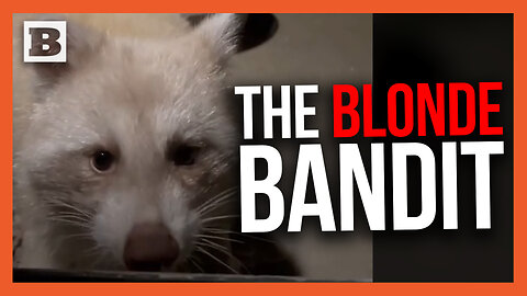 The Blonde Bandit! "Blondie" the Raccoon "Cases" House to "Rob"