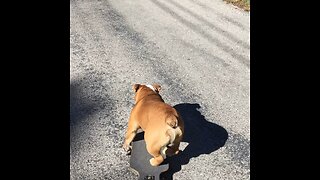 Skateboarding bulldog