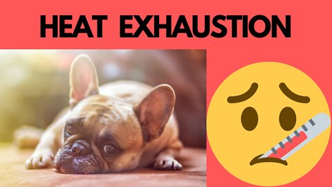 7 Signs Your Dog Has Heat Exhaustion