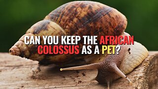 Can You Keep the African Colossus as a Pet?