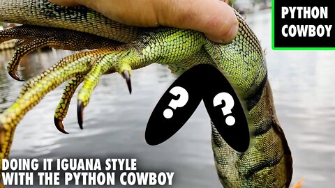 These Miami Bros Shoot Double Peckered Monster Iguanas
