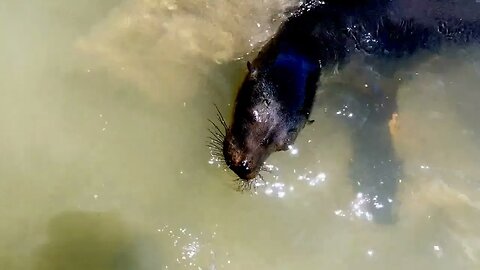 Sea lion hunting in swimming area catches a fish in Galapagos Islands