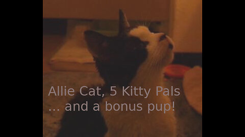 6 Stray Orphan Rescue Kitty Cats inna House (stars Miss Allie w/ an update on her health) (+Dog!)