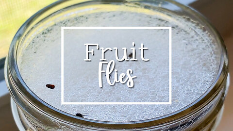 Trouble with fruit flies?