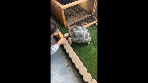 Baby zoo tortoise is so friendly