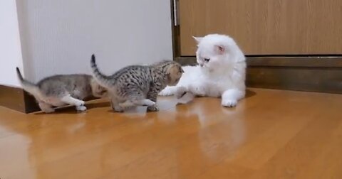 The kitten approaching the daddy catto play