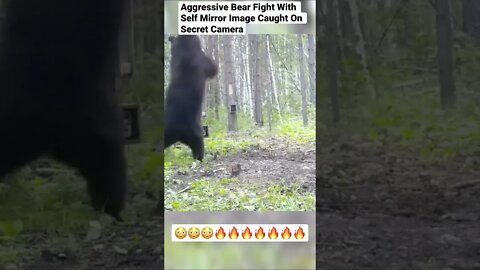 Aggressive Bear Fight Self In Mirror Caught On Secret Camera #shorts #animals #wildlife