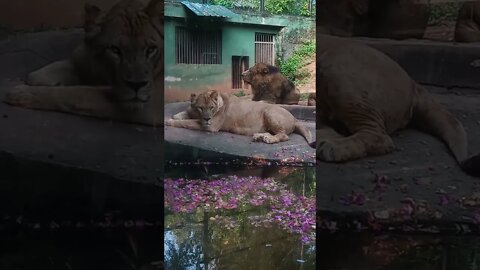 More on the lions resting 😍