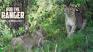 Playful Lion Cubs | Marsh Pride Of Lions | Maasai Mara Safari | Zebra Plains