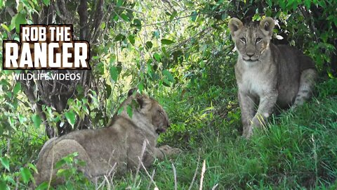 Playful Lion Cubs | Marsh Pride Of Lions | Maasai Mara Safari | Zebra Plains