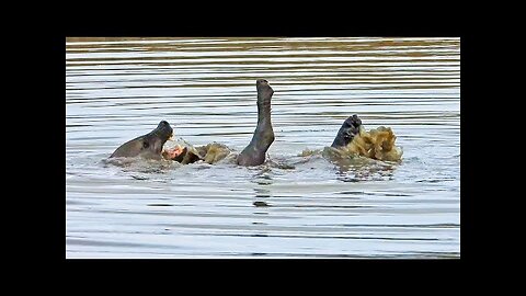 Hyena Swims Backstroke