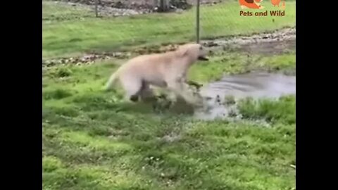 most funny dogs video compilation #134 pets and wild #funnydogsvideo