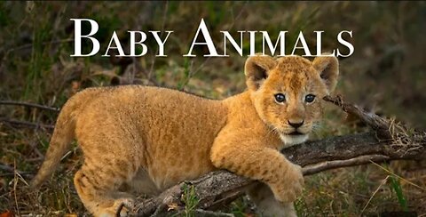 Cute Baby Animals Videos Compilation Funny and Cute Moment of the Animals
