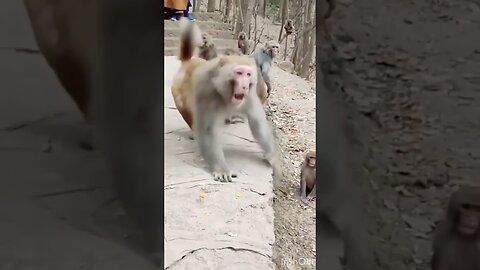 #funny #cat #dog #monkey #video pm😂🤣😂 #funnyscenes #trynottolaugh