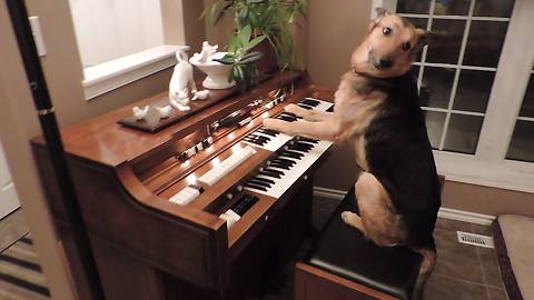 Dog Hits The Piano Keys And Performs An Awesome Trick