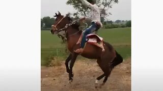 Cruel Horse Training (Not Really Training But More Abuse) - Using Pain Pressure & Release Wrong Way