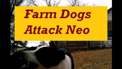 Farm Dogs Attack - Target: Neo