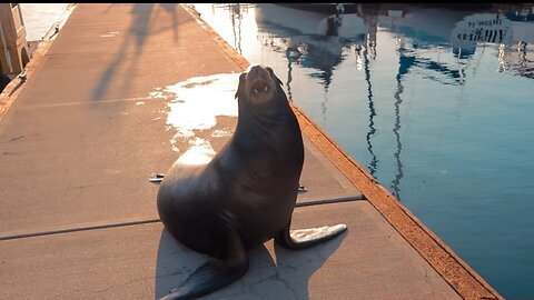 Incredible footage of Sea lion's attack on human