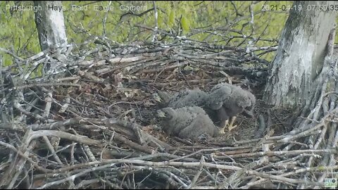 Hays Eaglet H14 cast a pellet 2021 04 19 7:59AM