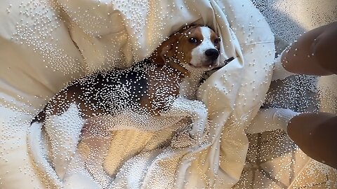 Mischievous Beagle Causes Chaos At Home With Tiny Foam Pellets
