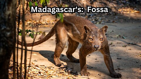 Madagascar's Enigmatic Fossa: Nature's Stealthy Predator