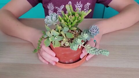 Succulent match-making -- finding succulents that work well together in arrangements