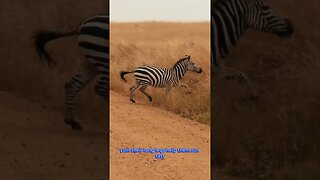 "Unlock the Zebra Code: Stripes, Survival & Secrets in 60 Seconds!
