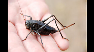 Mormon Crickets - Owyhee County Idaho, May 15, 2021