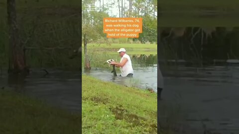 Without even dropping the cigar 🙌💪Saved puppy from Alligator