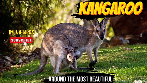 Kangaroos Are Marsupials FLrom The Family Macropodidae ll Epic Fail ll